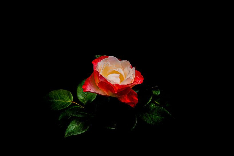 The rose, one of the most symbolic flowers we know. by foto by rob spruit