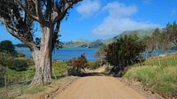New Zealand - the Weir Road on the Otago Peninsula