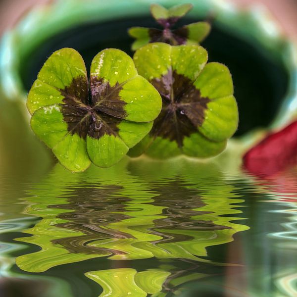 Glücksklee von Christine Nöhmeier