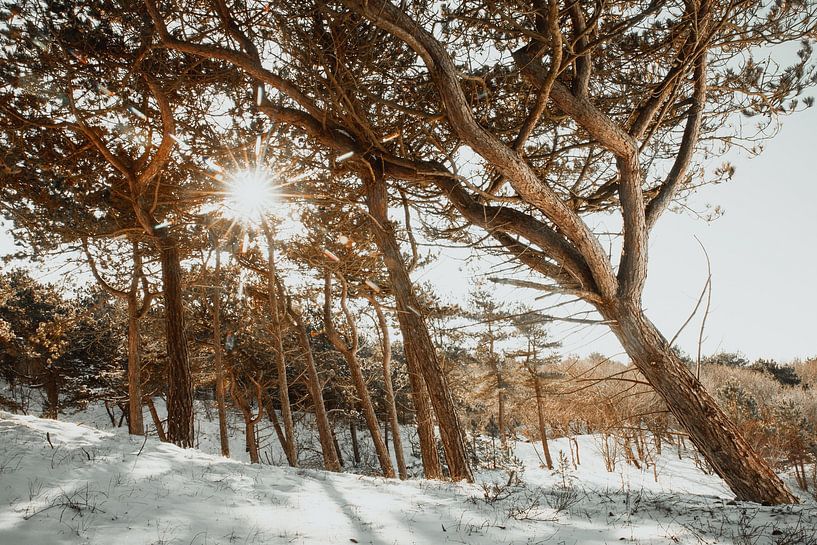 Forêt d'hiver avec rayons de soleil par Yanuschka | Fotografie Noordwijk