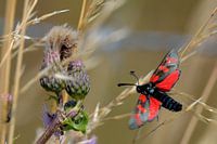 sint jacobsvlinder in de vlucht