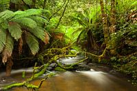 Australien Farn - Paradies - Tasmaniens Regenwald