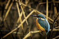 Kingfisher in the reeds