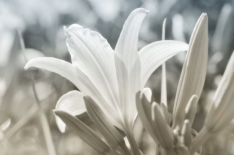 Lily par Violetta Honkisz