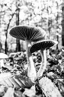 Herbstpilze in Schwarz und Weiß