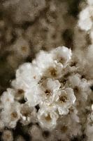 White flowers in oil paint