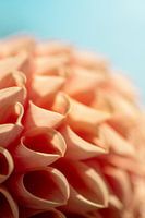 Fleurs abstraites - Dahlia rose - Macro