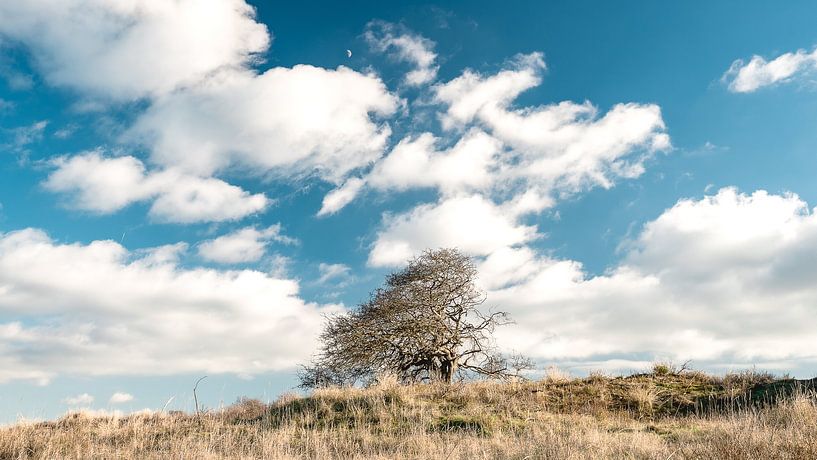 Lonely tree van Sonny Vermeer