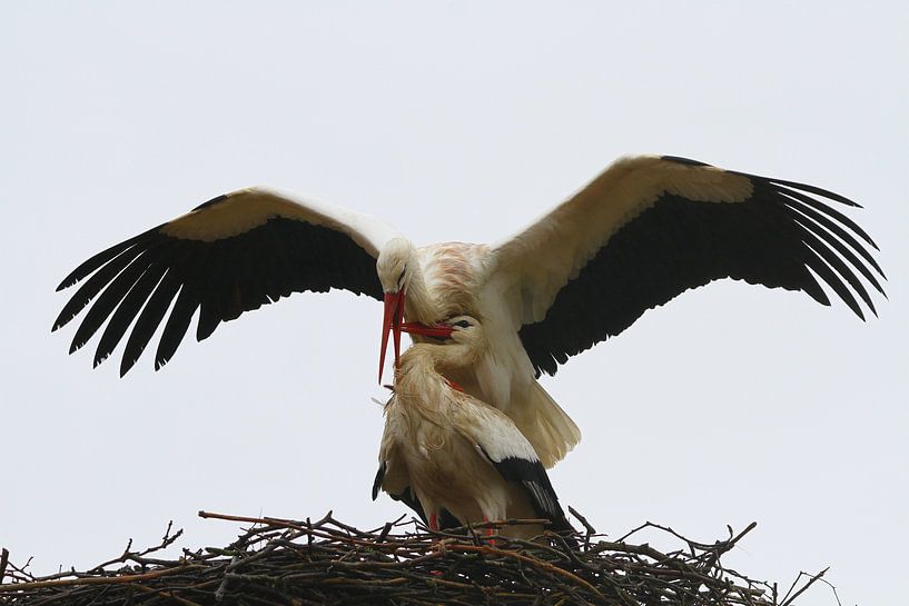 Birds | Stork by Larissa Bakker