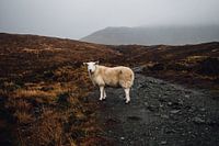 Scotland Sheep
