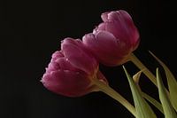 Two pink tulips