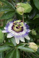 Nature, Plant, Passion fruit