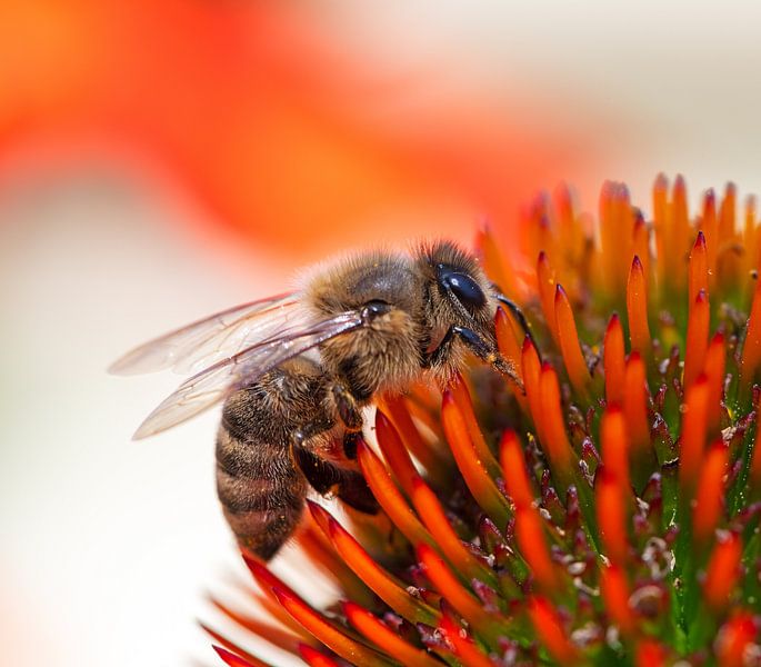 Makrofoto von einem Sonnenhut und einer Biene. von ManfredFotos