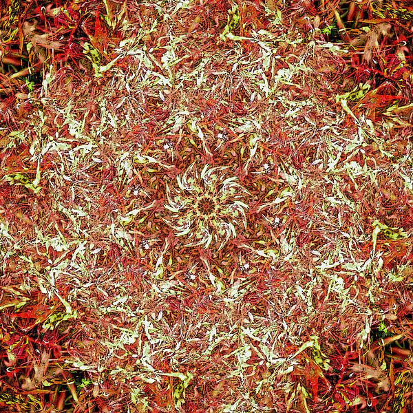 Acer Tricolore par Frans Blok - des photos, de l'art et des autres décorations murales