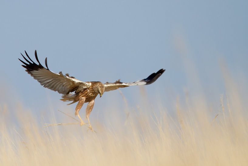 Bruine Kiekendief von Menno Schaefer