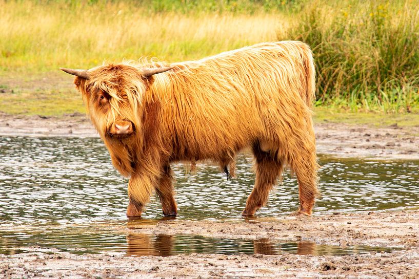 Scottish Highlander - Huis ter Heide - The Swamp by Dirk Smit