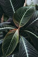 Botanische Plant - Groen & Hintje Rood