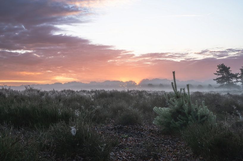 Planken Wambuis part 111 van Tania Perneel