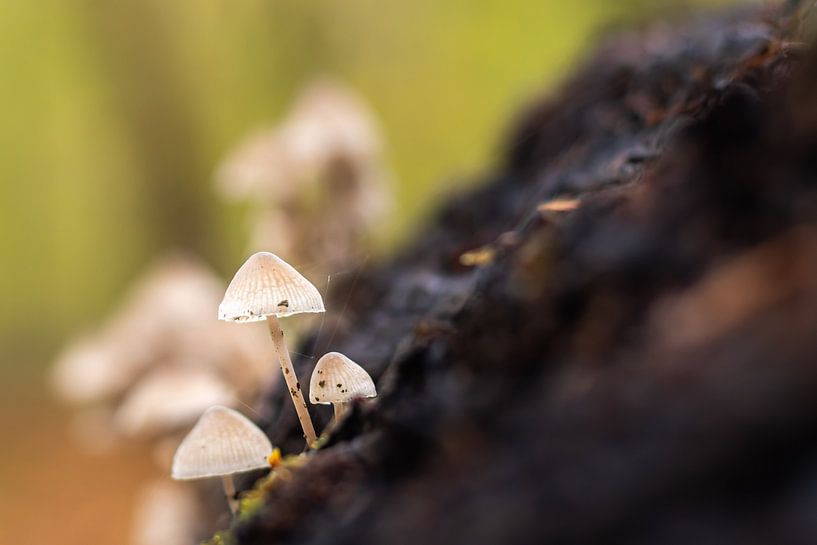Les trois mousquetaires : Des écureuils en essaim sur une vieille souche d'arbre par Bram Lubbers