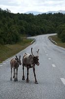 Reindeer in the wild