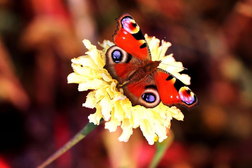 Tagpfauenauge Schmetterling auf gelber Blume von Cha Rosa