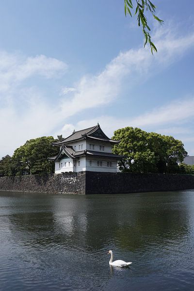 Swan swimming at Imperial palace in Tokyo Japan, Tatsumi Yagura by Vincent Cornelissen