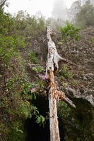 Tunnel door het oude bos. 