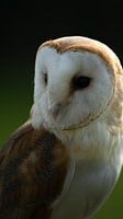 The barn owl