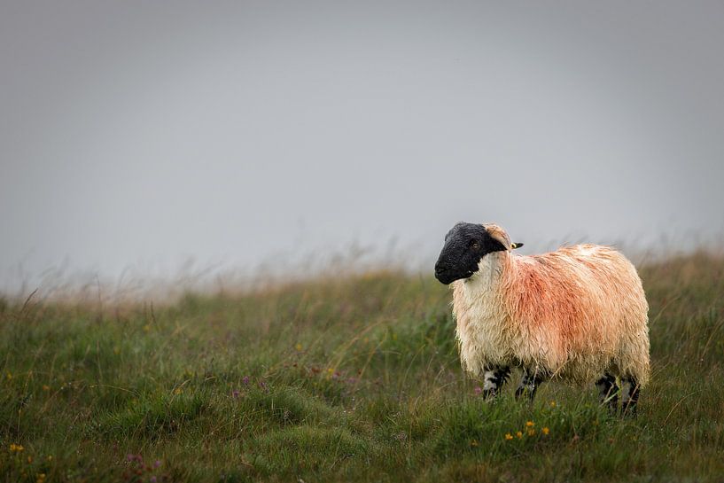 Dartmoor Schaf von Dirk Rüter