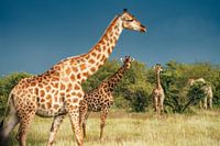 Les géants de la savane