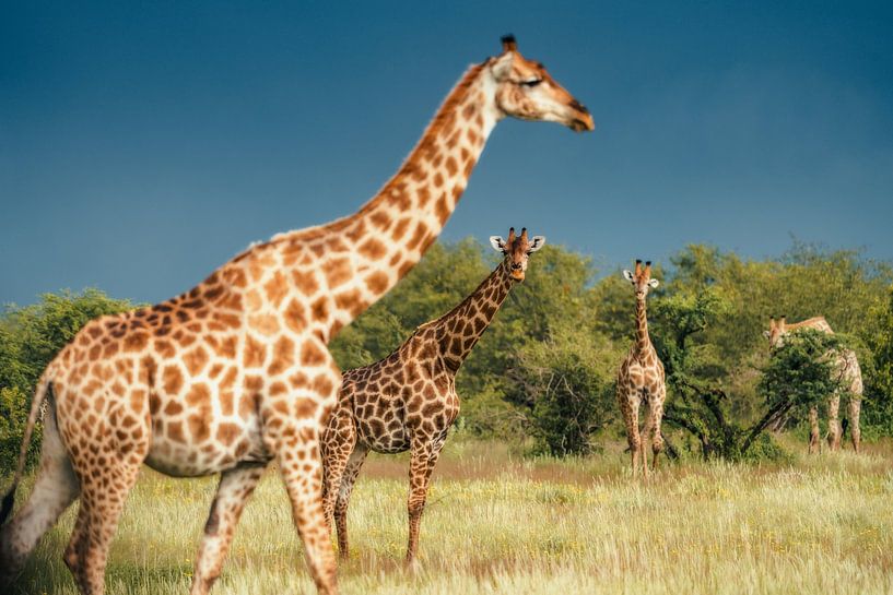 The giants of the savannah by Joris Machholz