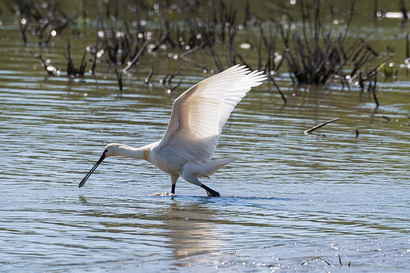Le Spooner à la recherche de nourriture par Merijn Loch