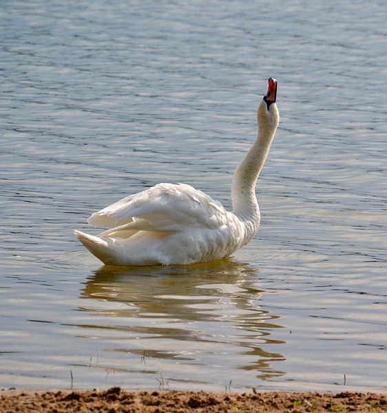 Zwaan von Johan Hesselbach