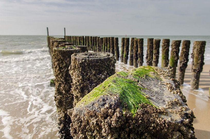 Nahaufnahme eines Wellenbrechers mit Seegras am Strand von Zoutelande und Westkapelle von Sean Vos