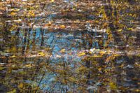 Spiegelung mit Herbstblättern und Bäumen