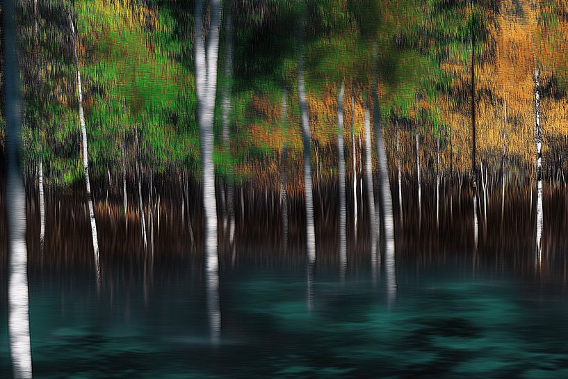 The magic of the forest by Ton Kuijpers