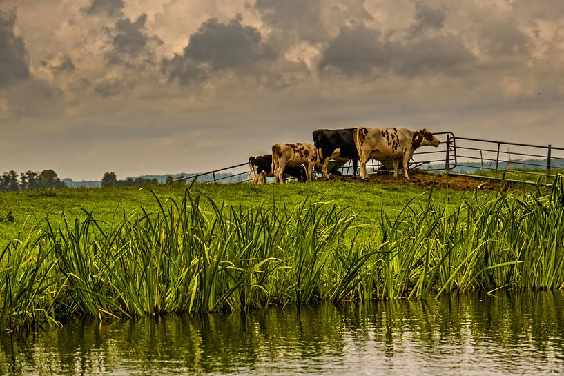 cows by nol ploegmakers