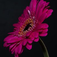 Nahaufnahme einer rosa Blume (Gerbera).
