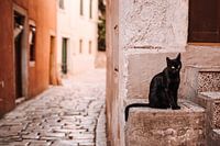 Schwarze Katze in den Straßen von Rovinj, Kroatien.