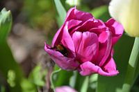 Hommel op zoek naar stuifmeel in roze tulp