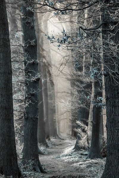 Auf dem Weg zur Schneekönigin von Lars van de Goor