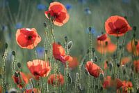 Coquelicots