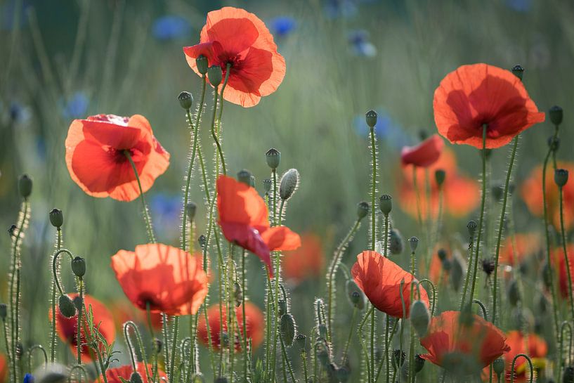 Coquelicots par Mario Brussé Fotografie