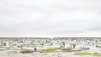 View of the mudflats near Hauke-Haien-Koog, Germany