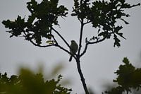 Vogel im Baumzweig, starker Kontrast