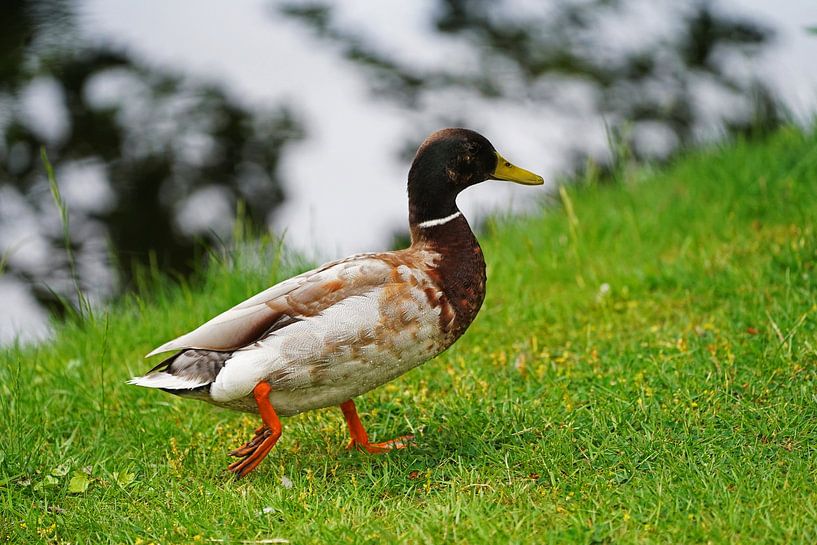 Canard colvert sur la rive par Babetts Bildergalerie