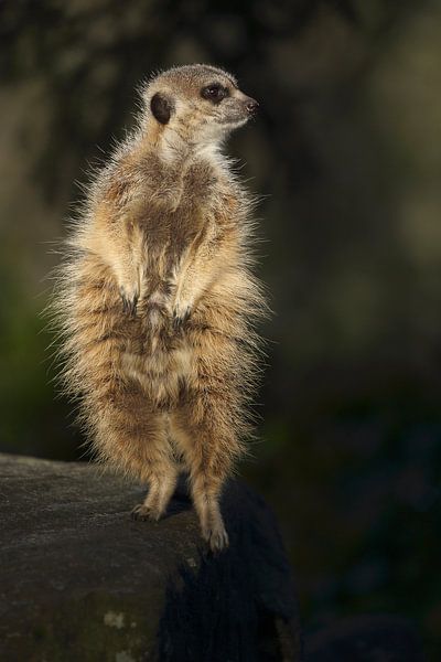 Erdmännchen (Suricata suricatta) von Ronald Pol