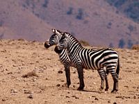 Zebra's Ngorongoro krater