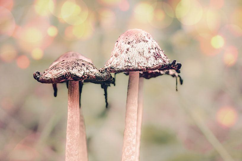 Mushrooms on a beautiful dreamy morning by Tonny Verhulst