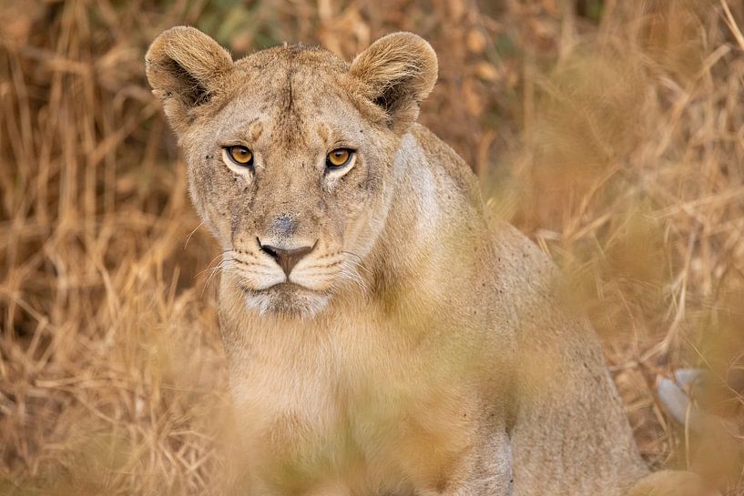 Young lion in the Serengeti, Tanzania by Michèle Huge